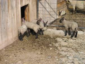 The new arrivals I visit to get my lamb fix.
